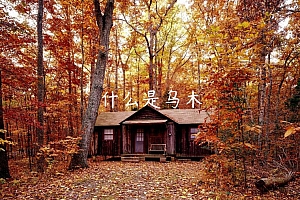 什么是乌木