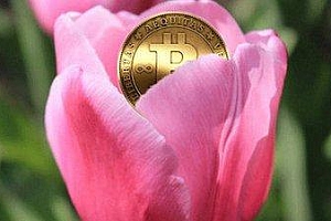 荷兰 郁金香事件,荷兰郁金香事件给投资者的启示
