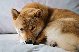 Shiba INU价格预测:湿度激增会继续吗?