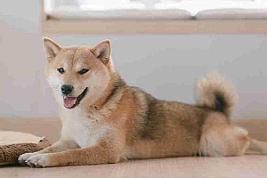 Shiba Inu(Shib)价格今年继续表现其他模因硬币