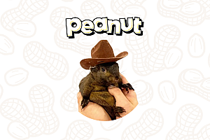 松鼠币(PNUT)能否突破10美元?PNUT价格预测解析