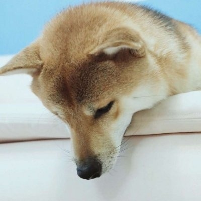 动物微信情头
