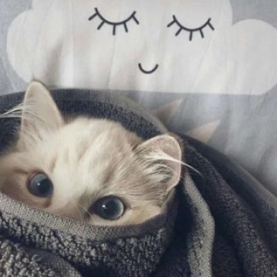 猫咪情头可爱一对