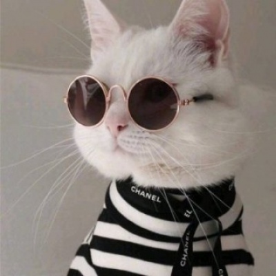 猫咪情头可爱一对