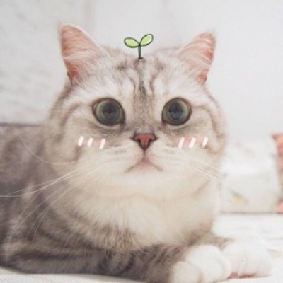猫咪情头可爱一对