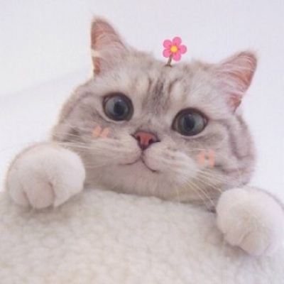猫咪情头可爱一对