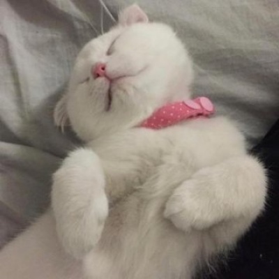 猫咪情头可爱一对