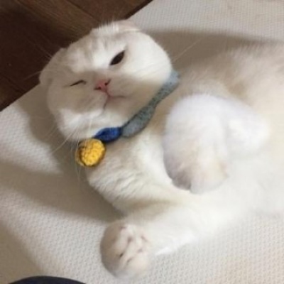 猫咪情头可爱一对