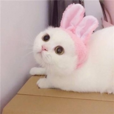 猫咪情头可爱一对