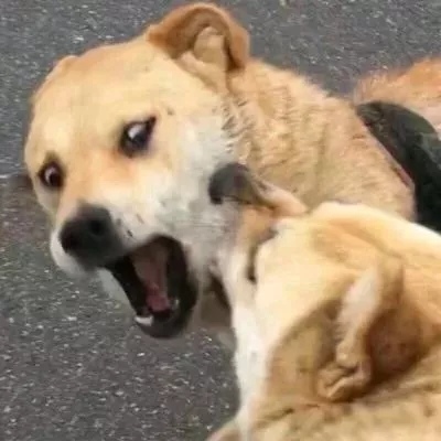 沙雕情侣头像大波来袭