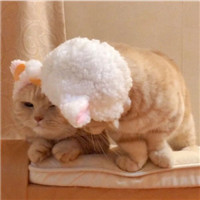 可爱甜蜜的宠物情侣超萌猫咪情侣头像