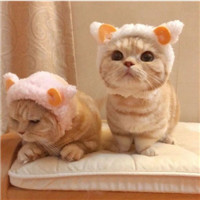 可爱甜蜜的宠物情侣超萌猫咪情侣头像