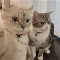 可爱甜蜜的宠物情侣超萌猫咪情侣头像