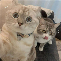 可爱甜蜜的宠物情侣超萌猫咪情侣头像