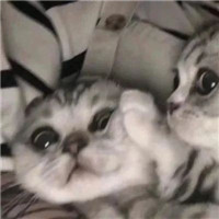 可爱甜蜜的宠物情侣超萌猫咪情侣头像