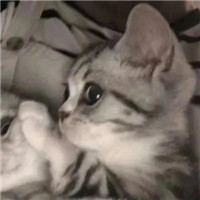 可爱甜蜜的宠物情侣超萌猫咪情侣头像