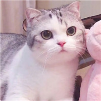 可爱甜蜜的宠物情侣超萌猫咪情侣头像