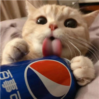 可爱甜蜜的宠物情侣超萌猫咪情侣头像