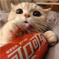 可爱甜蜜的宠物情侣超萌猫咪情侣头像