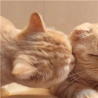 可爱甜蜜的宠物情侣超萌猫咪情侣头像