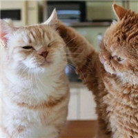 可爱甜蜜的宠物情侣超萌猫咪情侣头像