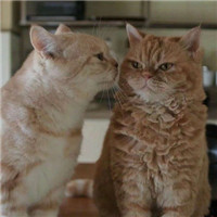 可爱甜蜜的宠物情侣超萌猫咪情侣头像