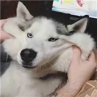 沙雕情侣搞怪头像