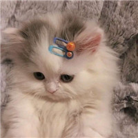萌猫咪情侣头像