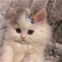 萌猫咪情侣头像