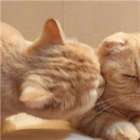 萌猫咪情侣头像