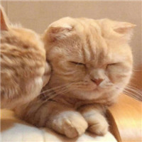 萌猫咪情侣头像