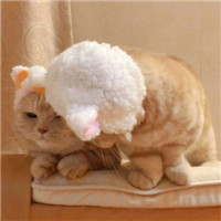萌猫咪情侣头像