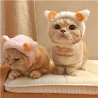 萌猫咪情侣头像