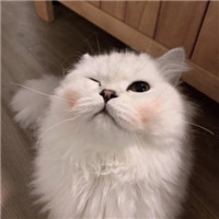 萌猫咪情侣头像