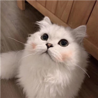 萌猫咪情侣头像