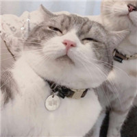 萌猫咪情侣头像