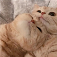 萌猫咪情侣头像