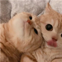萌猫咪情侣头像