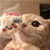 萌猫咪情侣头像