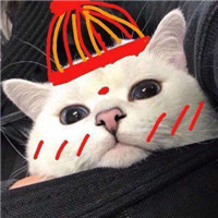 宅在家的小可爱们超可爱萌趣宠物头像