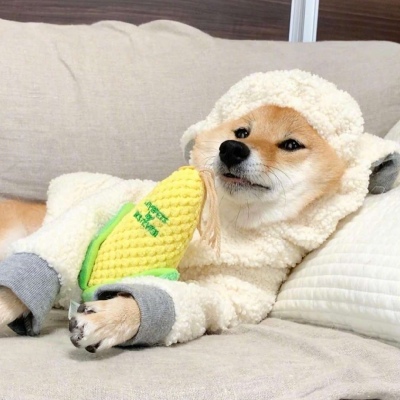 微信可爱狗狗头像蠢萌 柴犬可爱头像适合闺蜜情侣