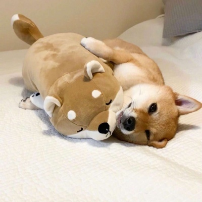 微信可爱狗狗头像蠢萌 柴犬可爱头像适合闺蜜情侣