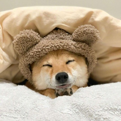 微信可爱狗狗头像蠢萌 柴犬可爱头像适合闺蜜情侣