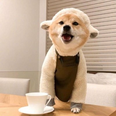 微信可爱狗狗头像蠢萌 柴犬可爱头像适合闺蜜情侣
