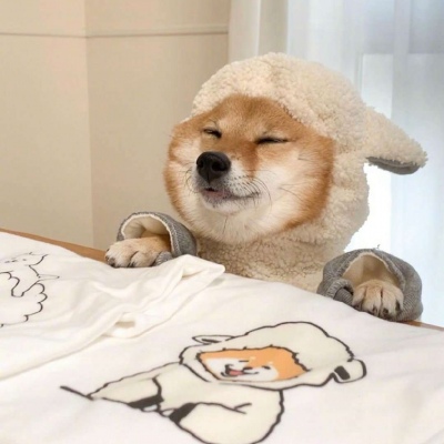 微信可爱狗狗头像蠢萌 柴犬可爱头像适合闺蜜情侣