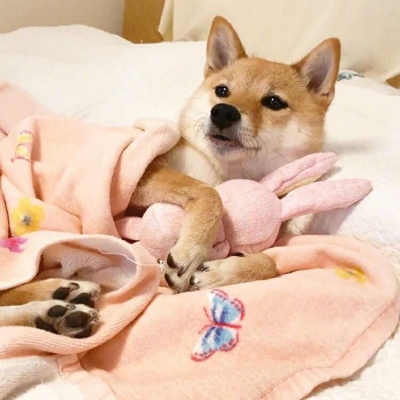 微信可爱狗狗头像蠢萌 柴犬可爱头像适合闺蜜情侣