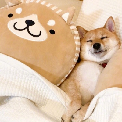 微信可爱狗狗头像蠢萌 柴犬可爱头像适合闺蜜情侣