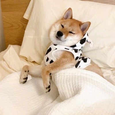 微信可爱狗狗头像蠢萌 柴犬可爱头像适合闺蜜情侣