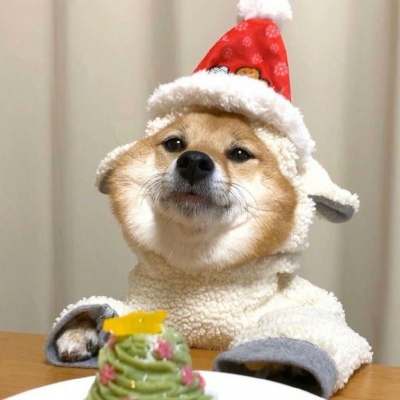 微信可爱狗狗头像蠢萌 柴犬可爱头像适合闺蜜情侣
