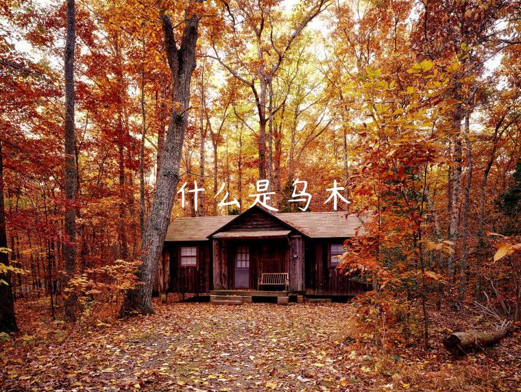 什么是乌木-第1张图片-欧意交易所